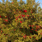 Wild Plum Jelly