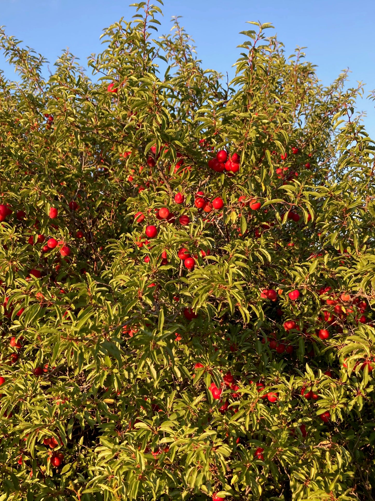 Wild Plum Jelly